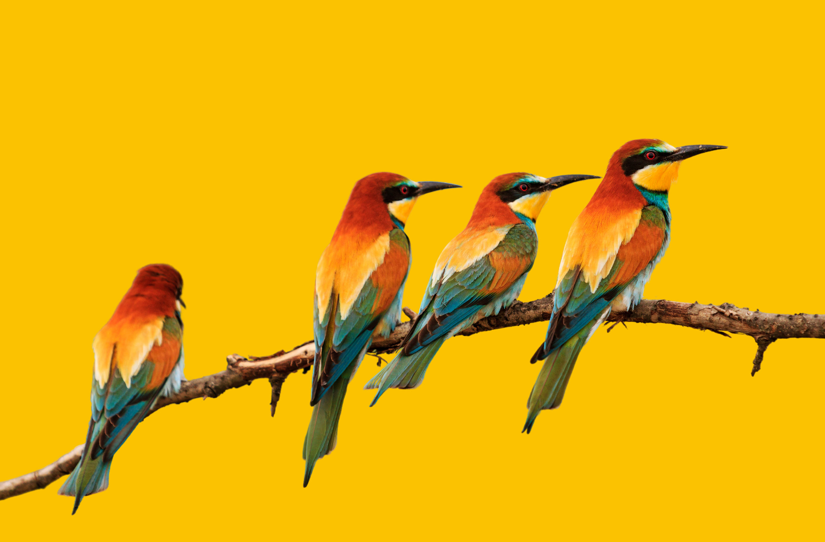 Nature Inspired Creativity For Wellbeing